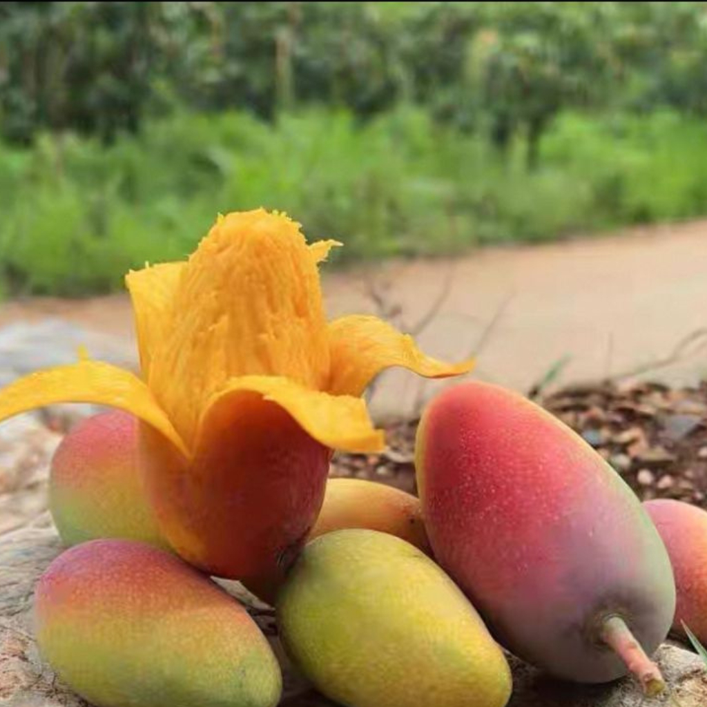 Bibit buah  Mangga Siap Berbuah Dalam Pot Berbuah bibit buah buahan bibit buah cangkok bibit buah la