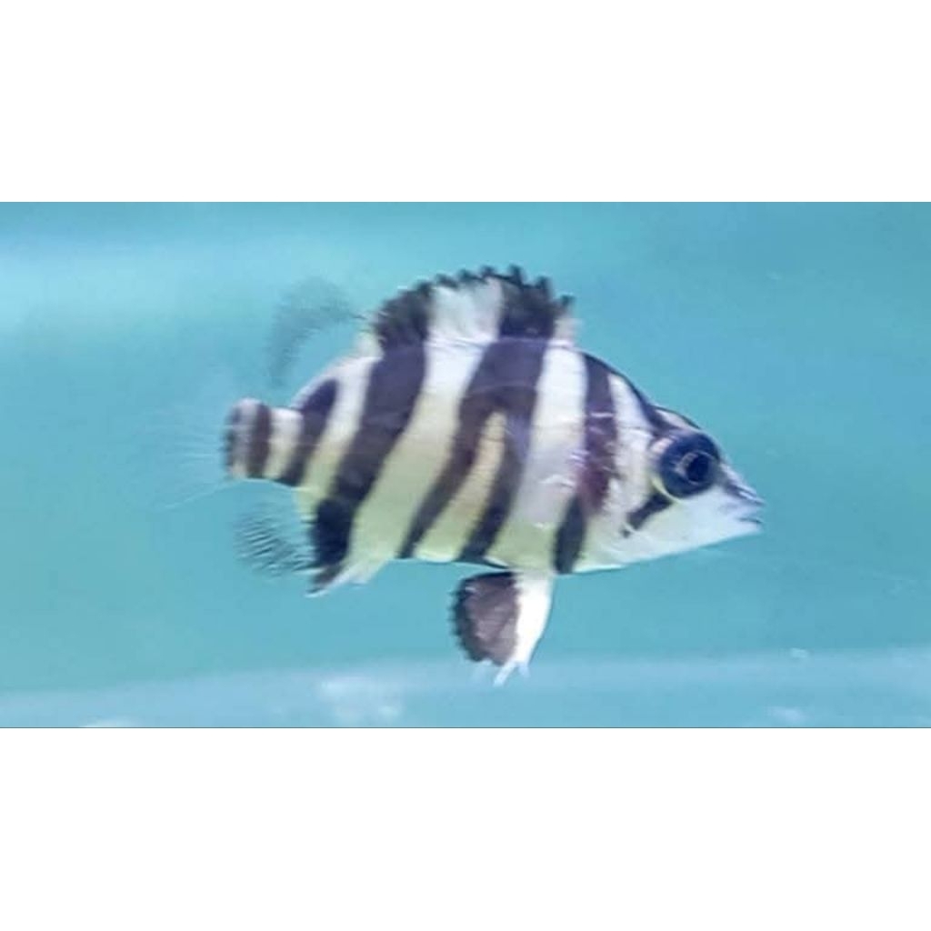 DATZ SUMATRA GOLD FOKBAR 3-4cm