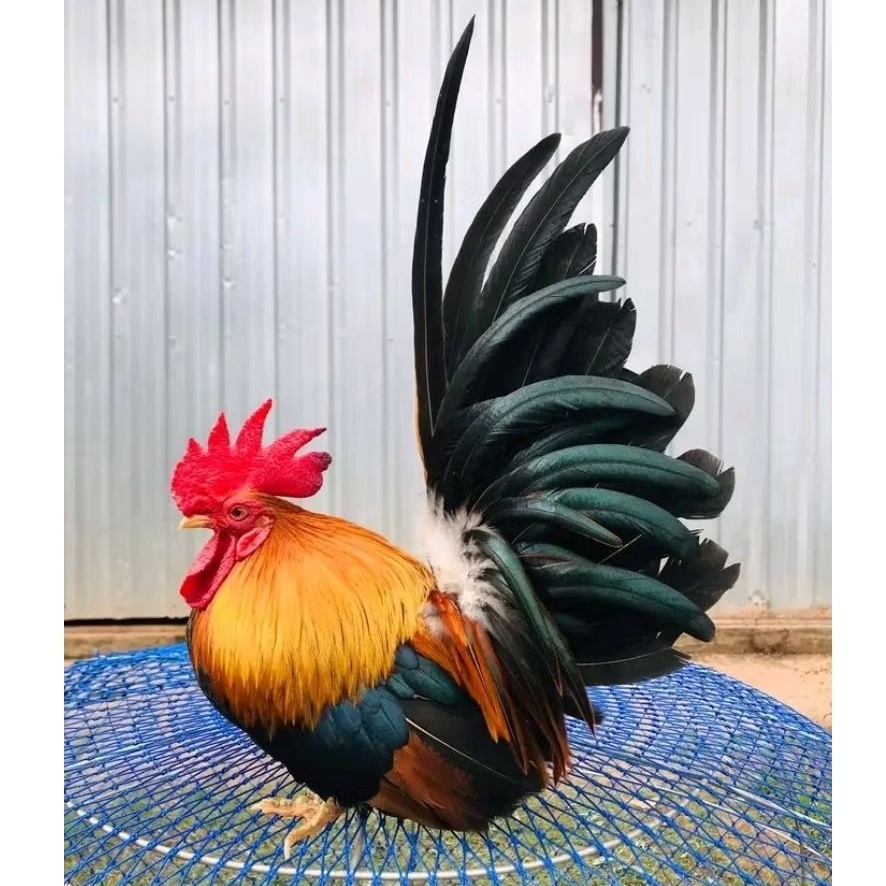 TELUR  AYAM HIAS KATE CEPER untuk ditetaskan