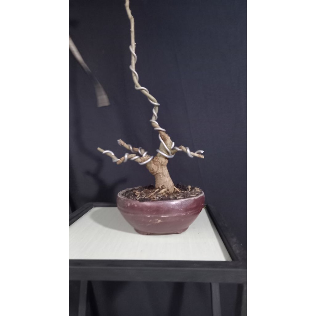 BONSAI POHON WARU VARIGATA
