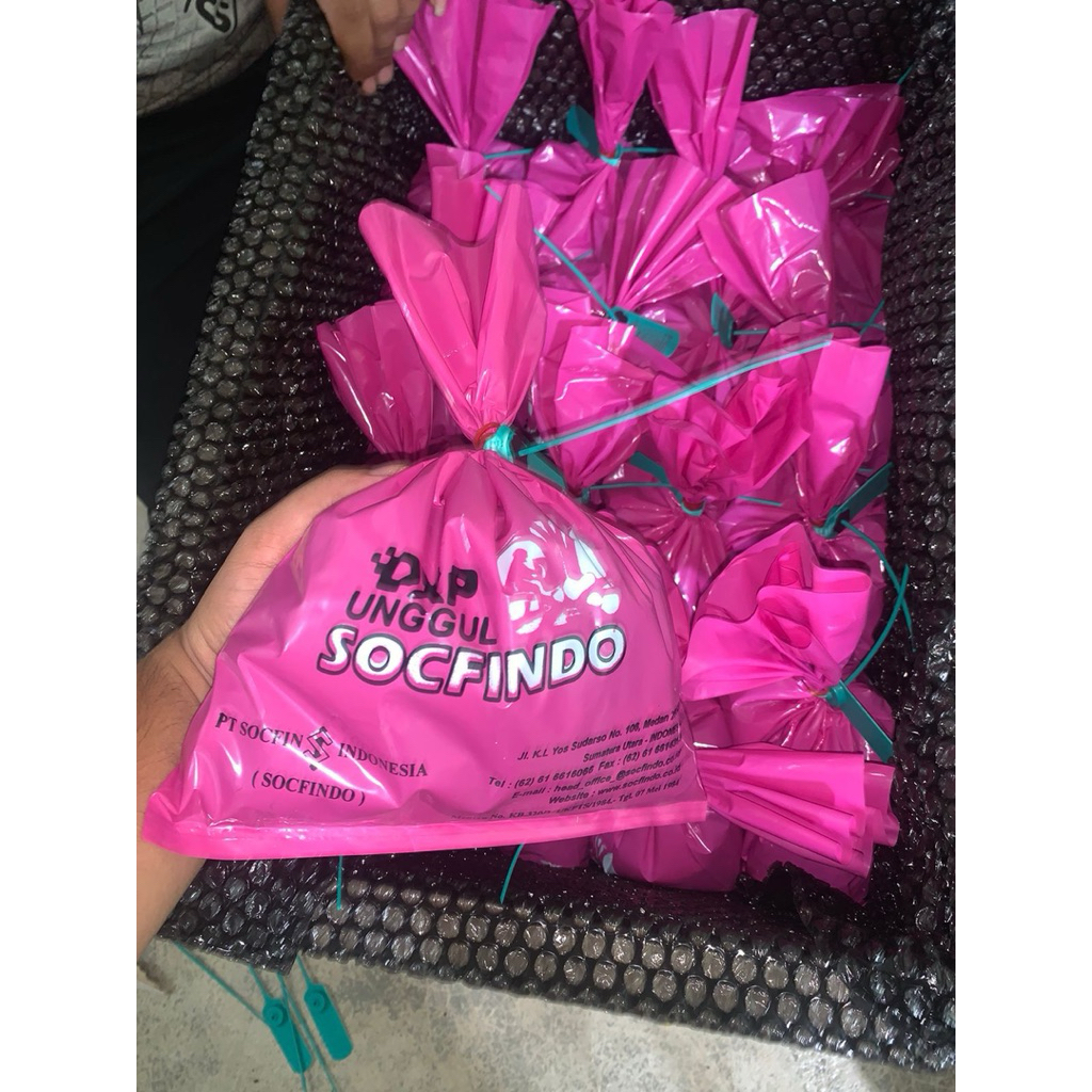 Benih polong kecambah sawit Socfindo
