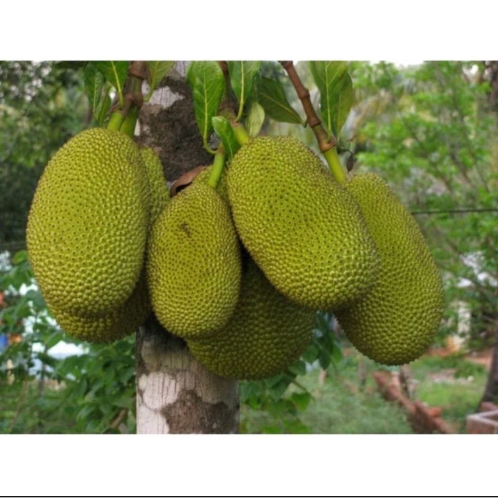 nangka muda sayur 1kg nangka muda fresh