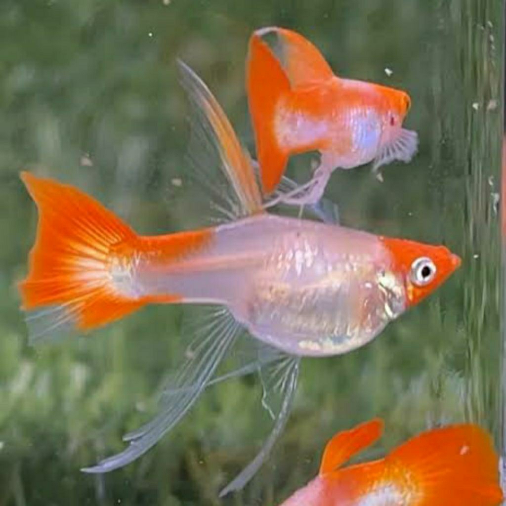 GUPPY BLONDE KOI SHORTBODY RIBBON LINE FIN C