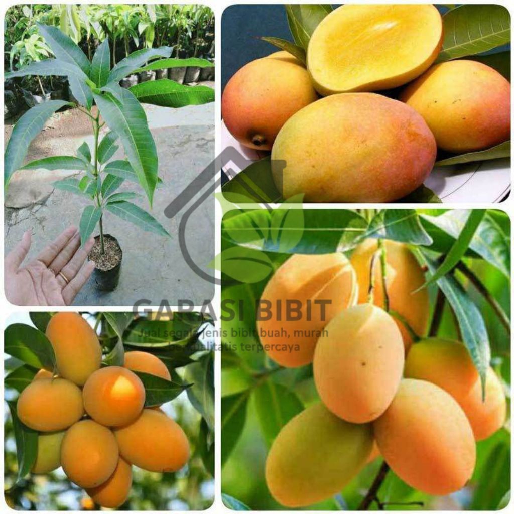 Bibit Mangga Madu hasil okulasi/cangkok cepat berbuah super unggul