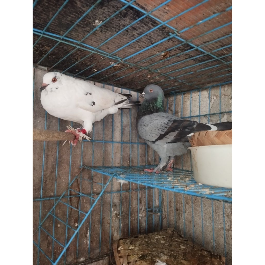 sepasang Merpati jebross Betina dan jantan