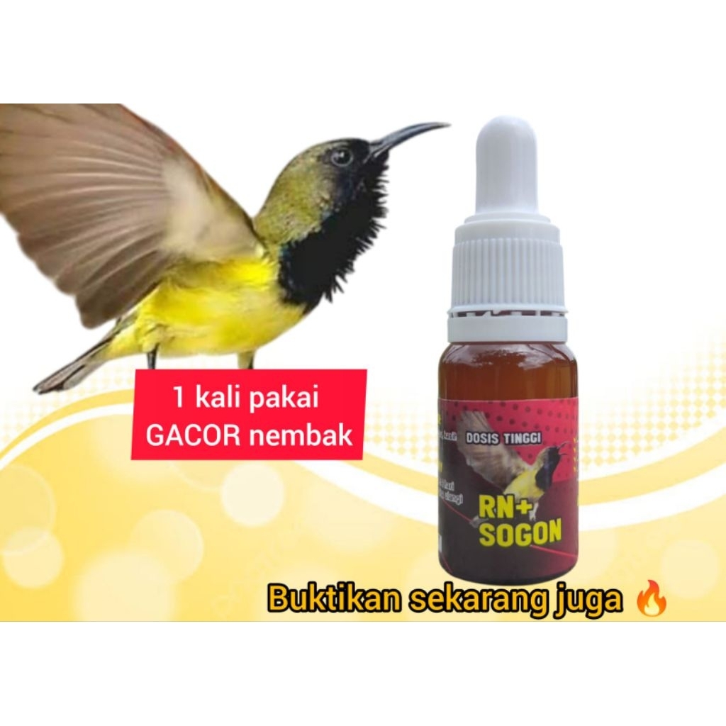 penggacor sogon instan sogon bahan dan macetan jadi gacor nembak