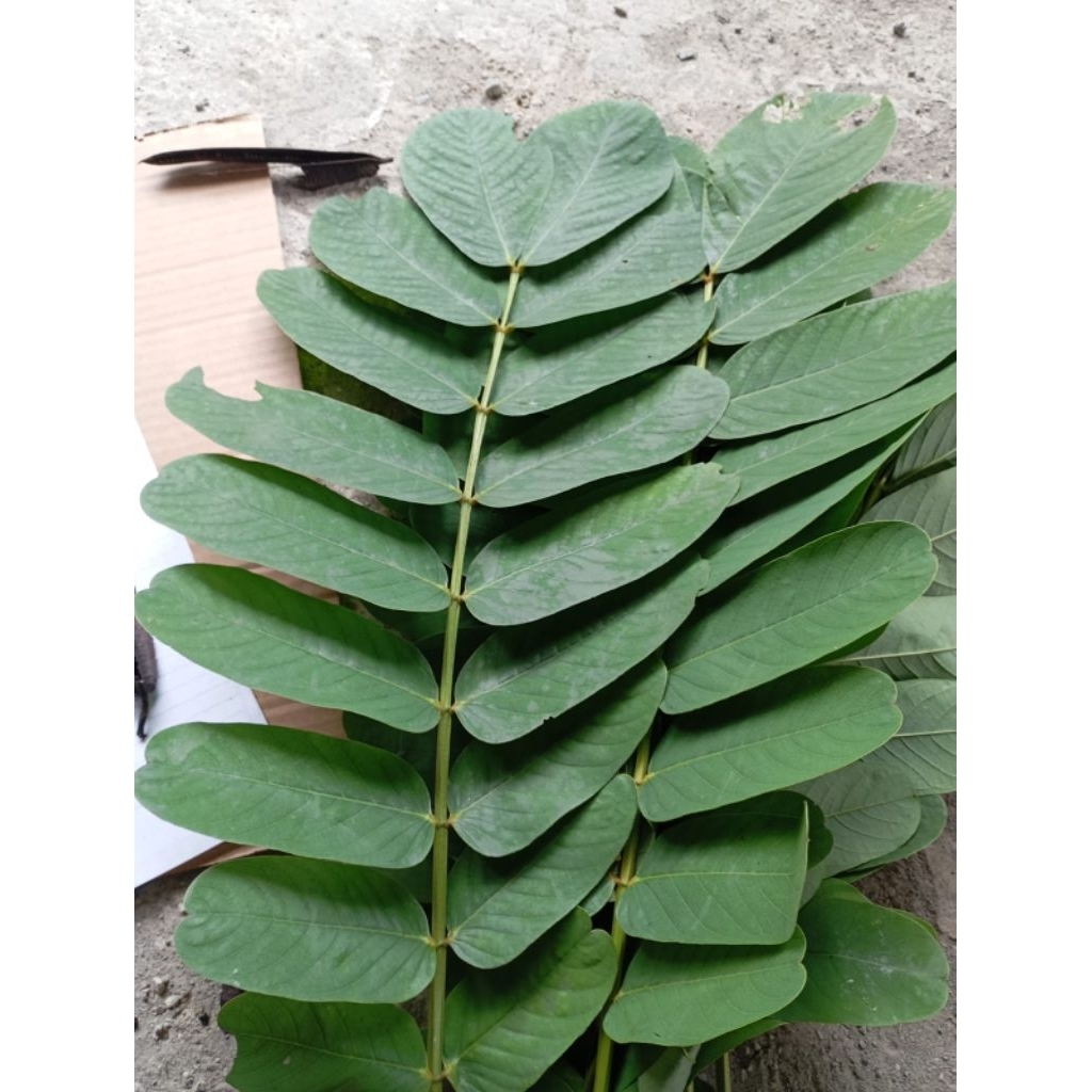 Daun ketepeng cina kering obat kulit