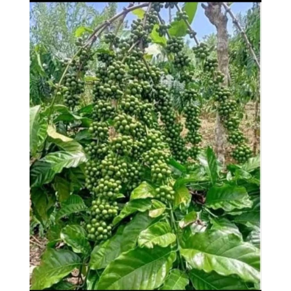 13 stek entres raja kopi Arsyad klon Bagio