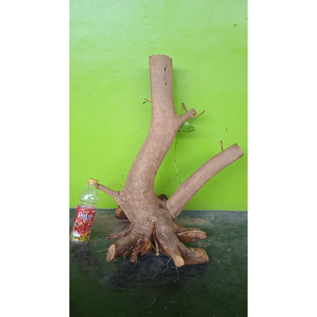 Bahan bonsai wahong laut