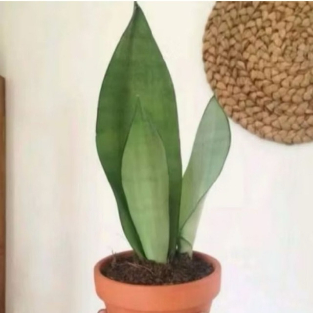 Lidah mertua silver - Tanaman hias sansevieria Moonlight - lidah mertua