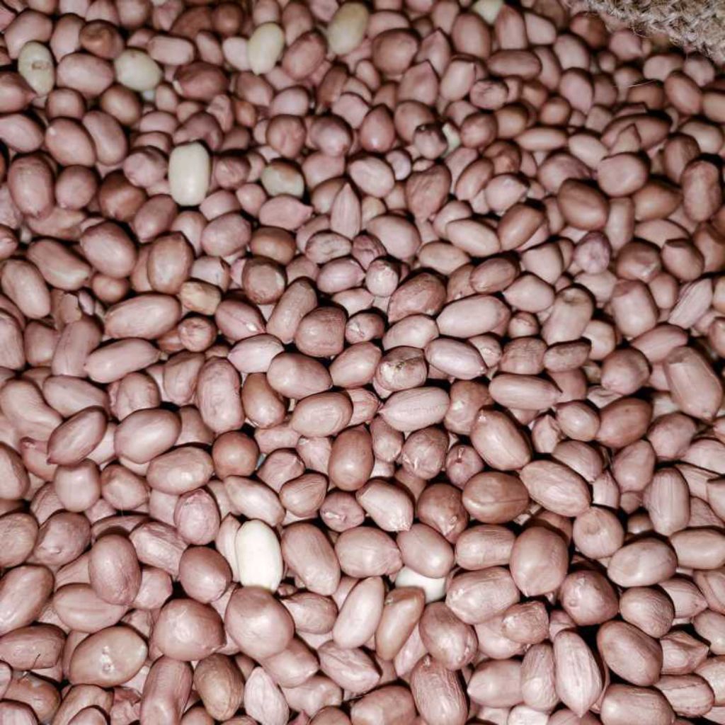 kacang kupas ,,kacang tanah kupas