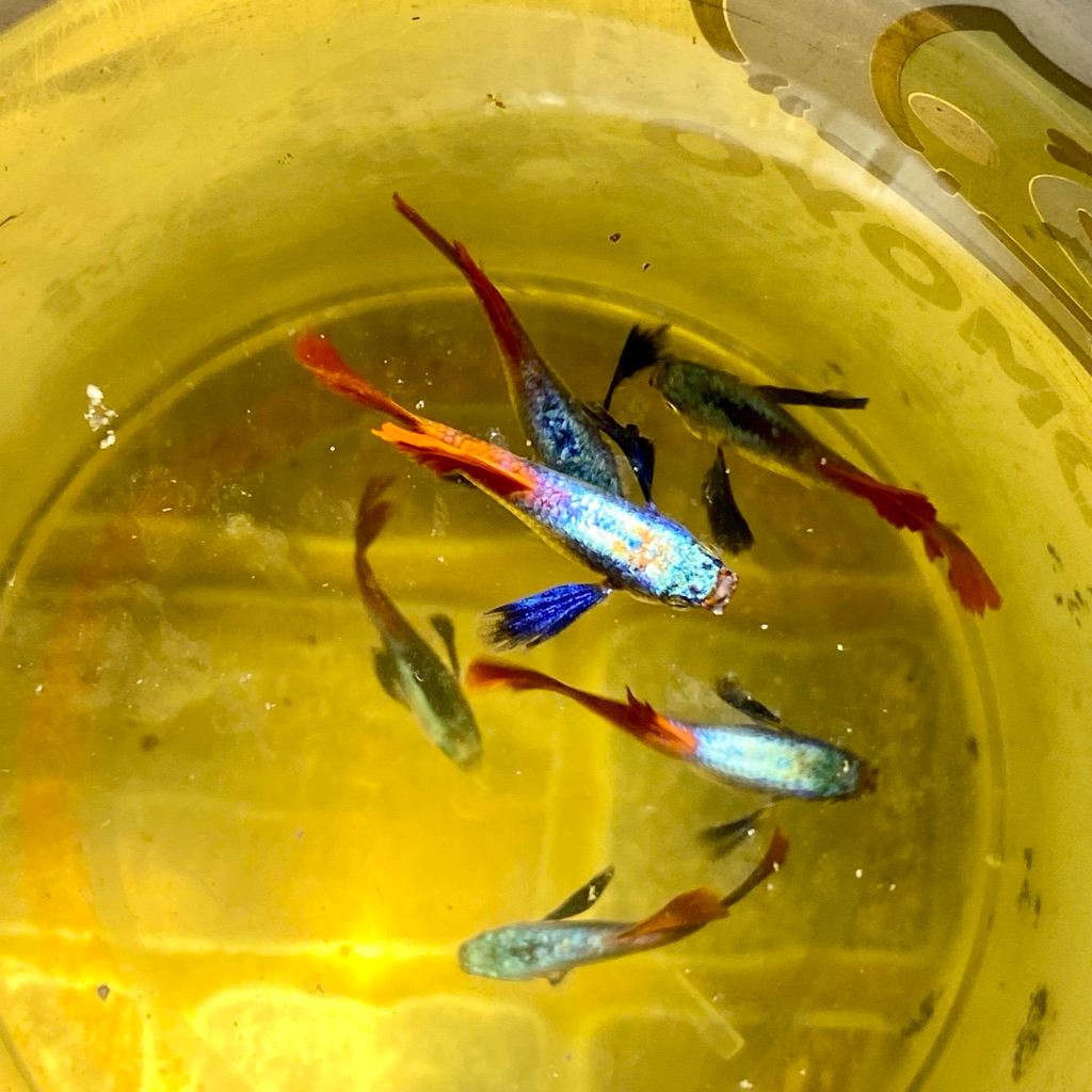 sepasang Guppy PRTDE(Platinum Red Dumbo Ear)