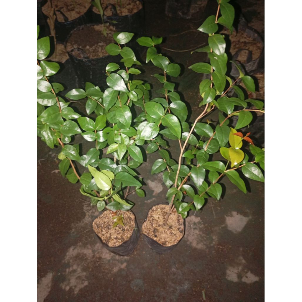 bibit dewandaru cangkok rimbun bahan bonsai cepat berbunga berbuah herbal banyak manfaat