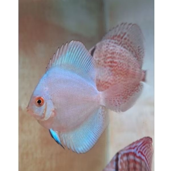 hiasan aquarium discus blue diamond