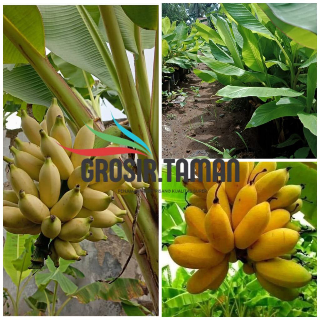 Bibit Pisang Ambon Kuning - Bibit Unggul Pisang Ambon Super