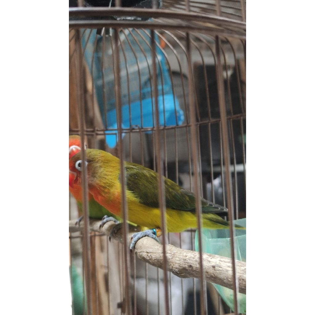 love brid balibu