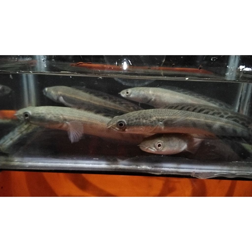 PROMO cana maru Ys 8910cm