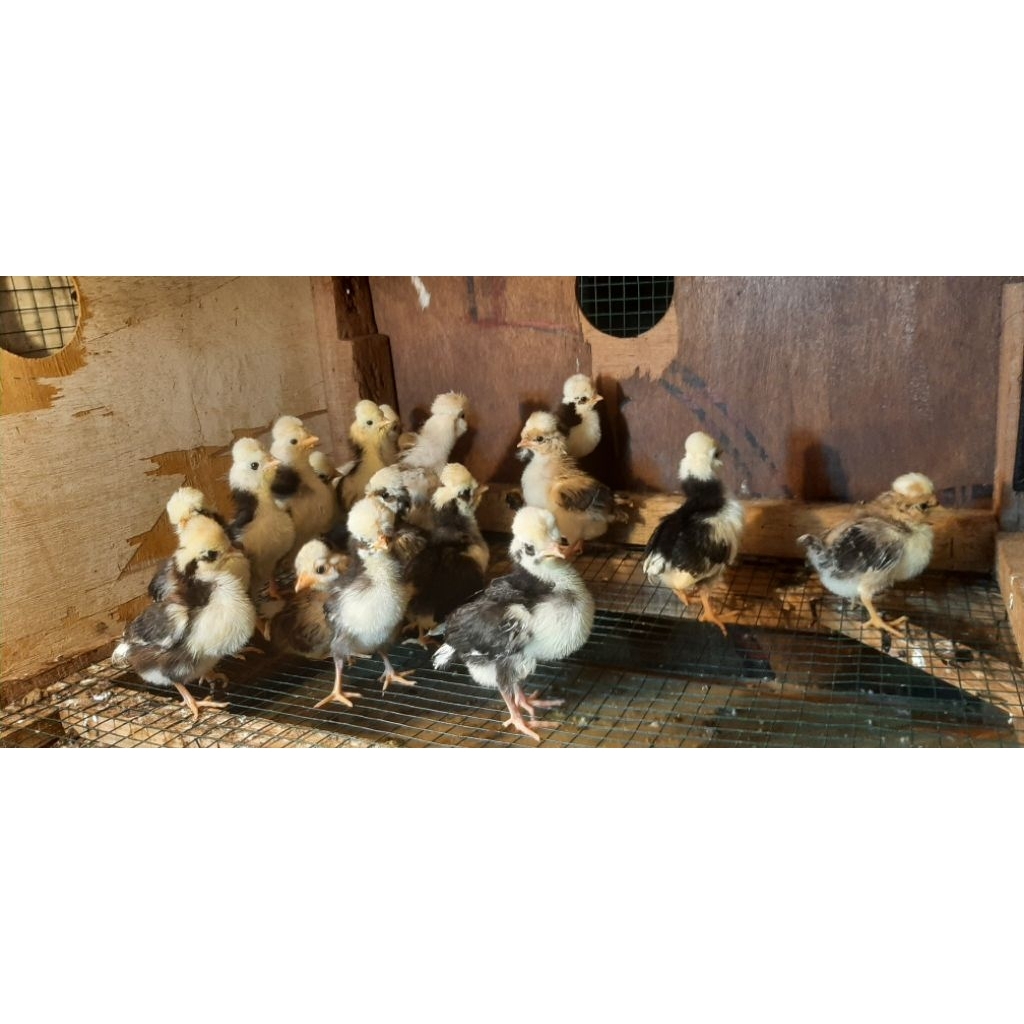 Ayam polandia/Ayam jambul