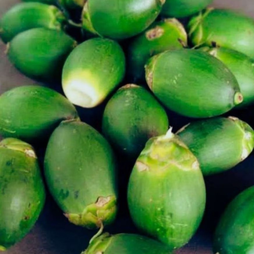 buah pinang muda obat kuat berat 1 kg pinang muda obat herbal