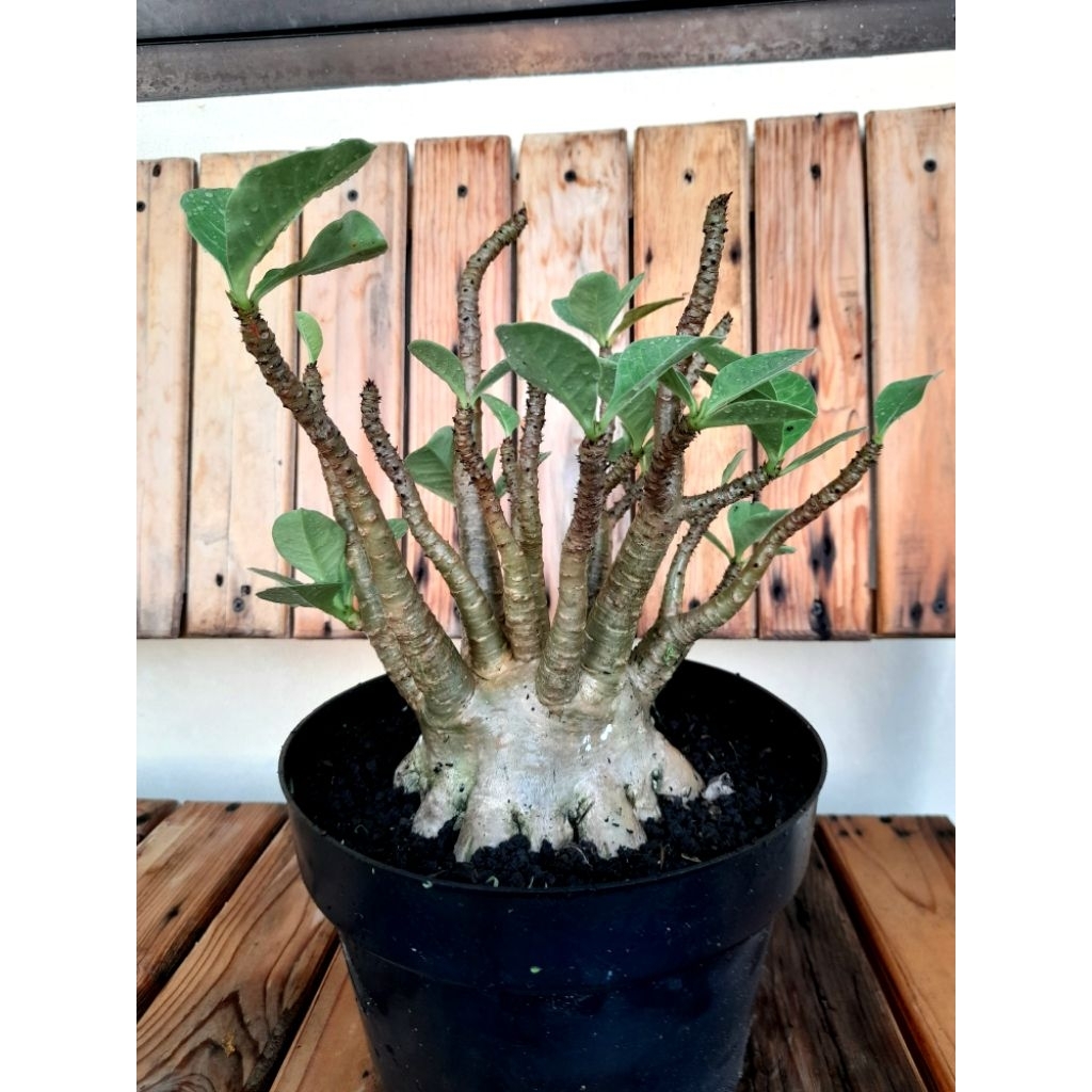 Adenium Arabicum Godji Ori Prokar