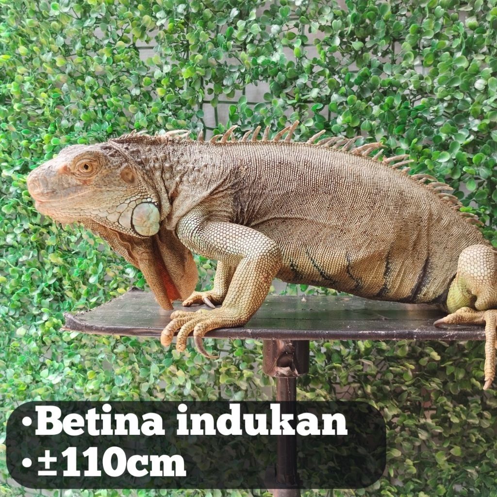 pelet Iguana Indukan Betina