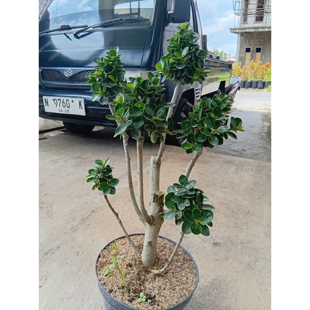 Tanaman Hias Beringin Dolar Mangkok/Beringin Dolar Micro Bercabang Tinggi 50-60cm