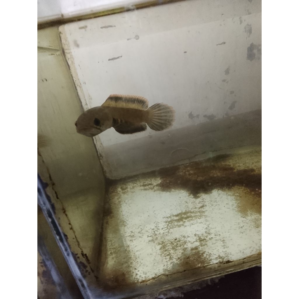 chana limbata galak 10-12cm