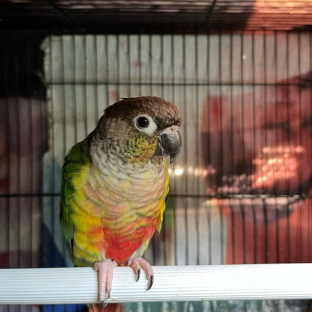 Yellow Sided Conure YSC red factor baby