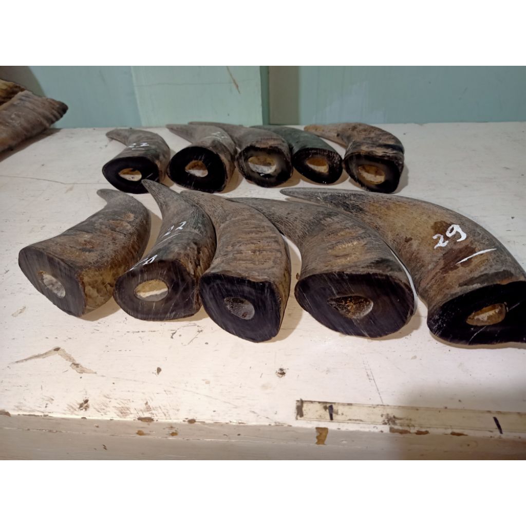 tanduk kerbau padatan katila bule