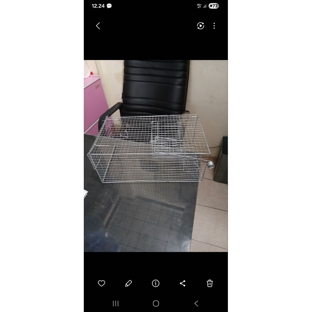 jebakan tikus massal