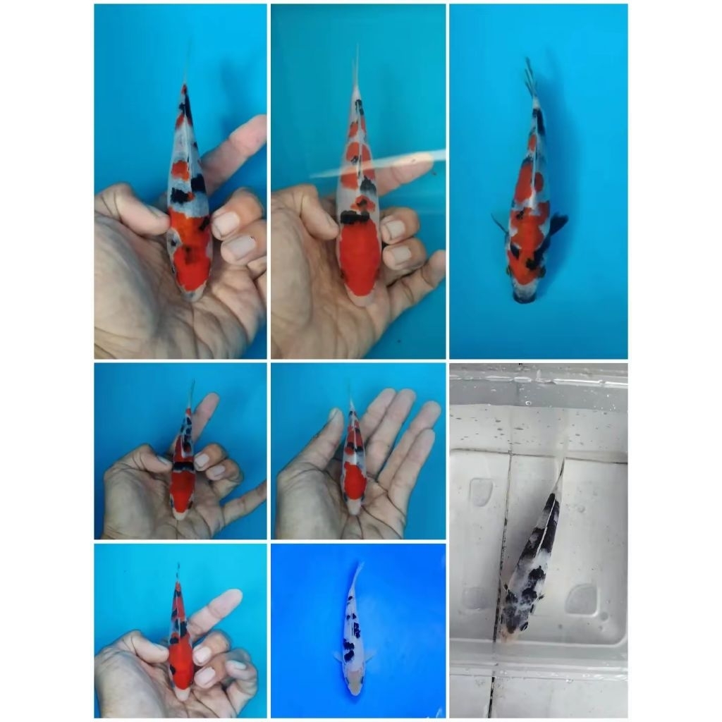 Ikan Koi Grade A - SQ