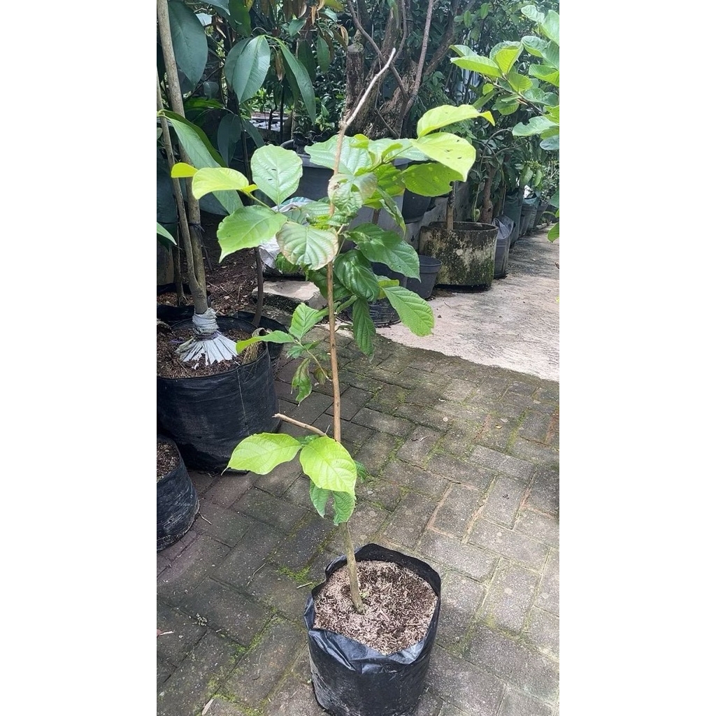 bibit kesemek jepang