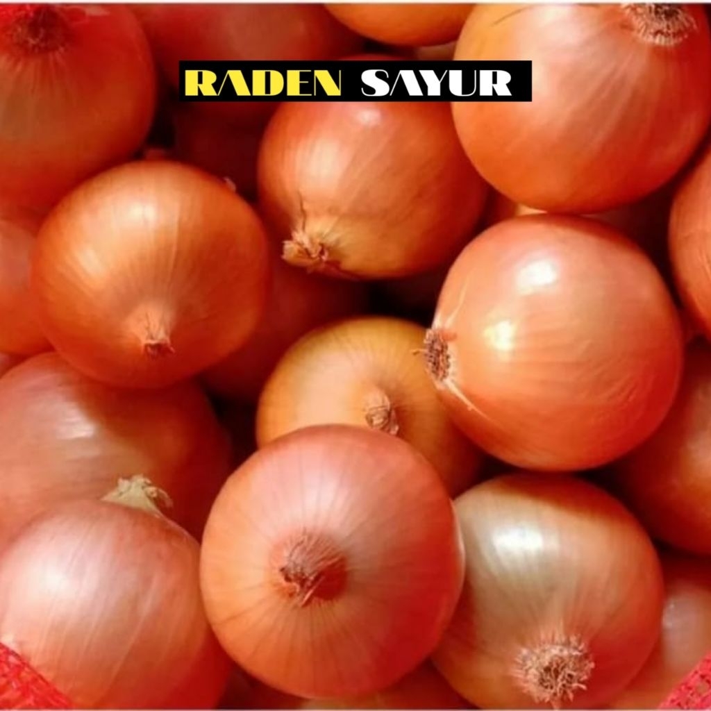 Bawang Bombai glowing RS