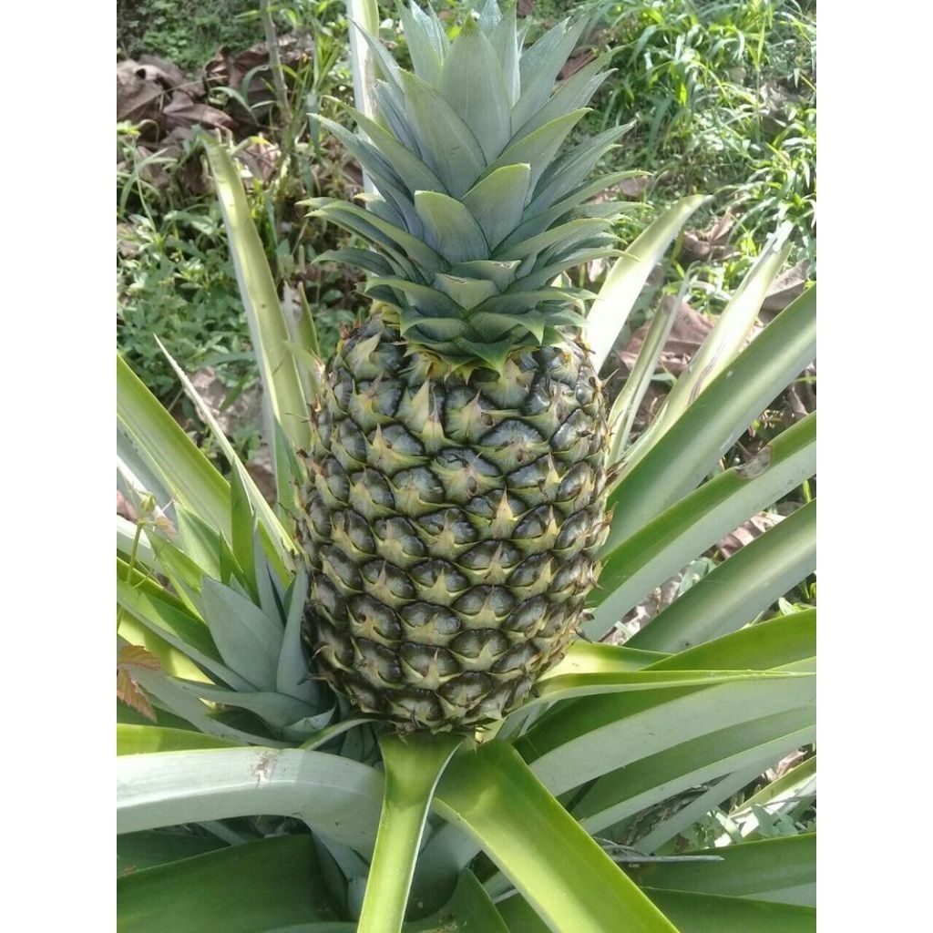 10 batang bibit nanas madu jumbo super