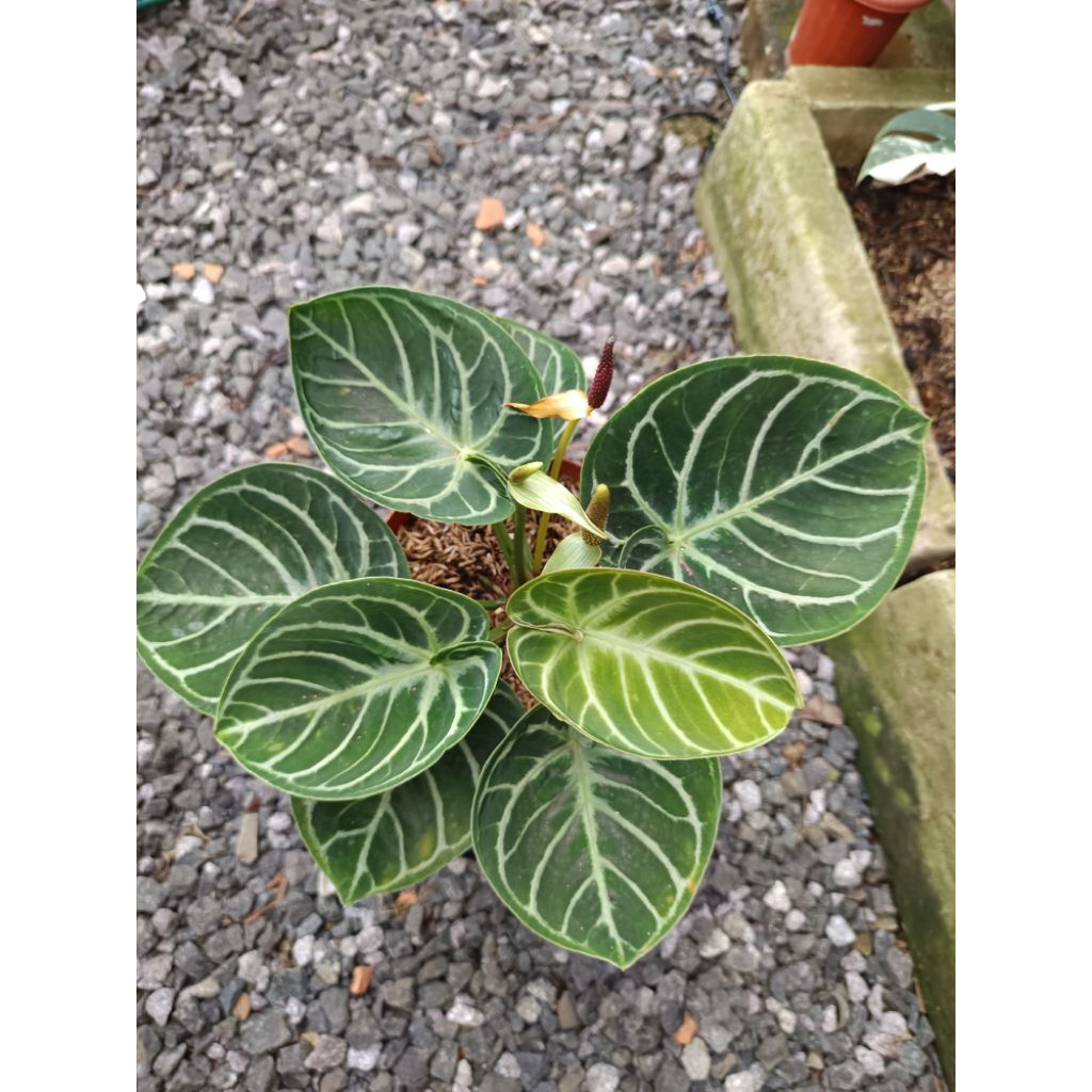 Anthurium Dorayaki Ori Dwarf