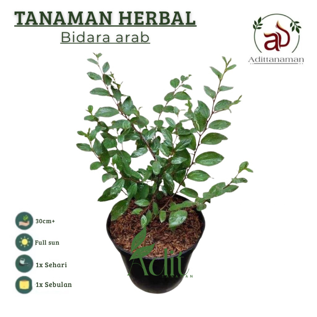 Tanaman herbal bidara arab -tanaman herbal bidara Tanaman Bidara Arab Asli / Bibit Bidara Arab / Poh