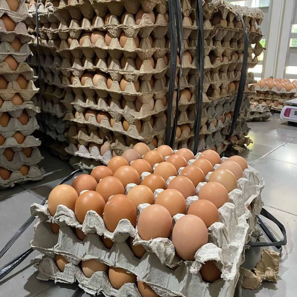 TELUR AYAM NEGERI 30 PCS PREMIUM | TELUR AYAM NEGERI | TELUR AYAM FRESH | TELUR AYAM