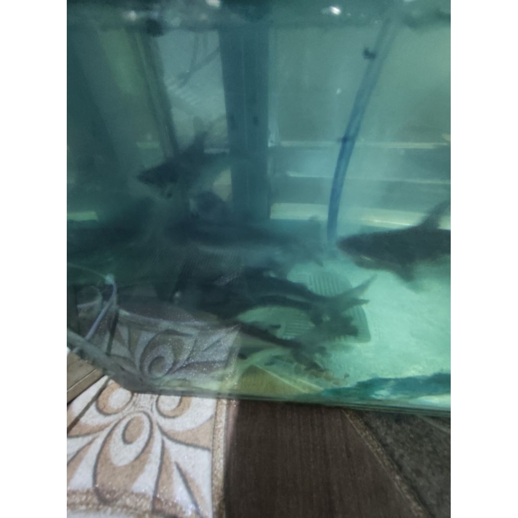 gk genhiskhan (hiu air tawar) ukuran 10 -12 cm