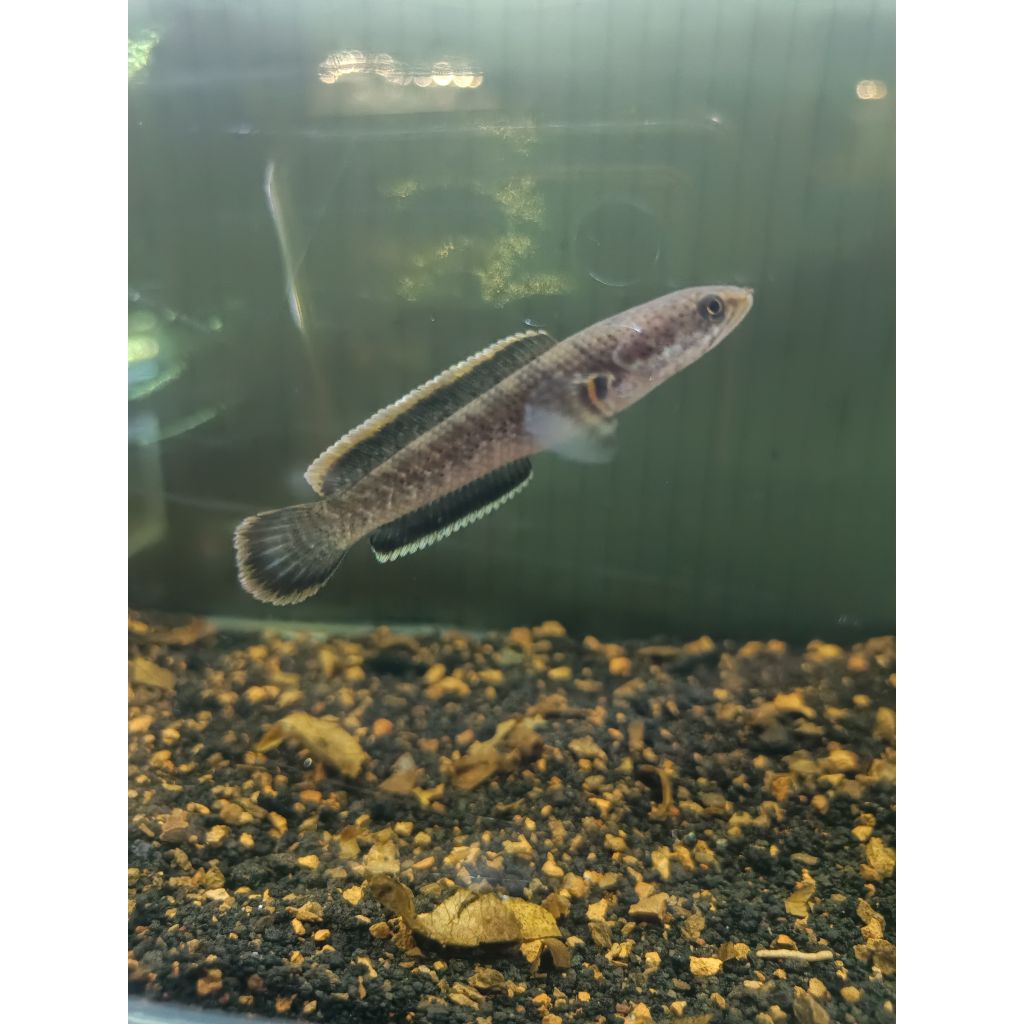 STIKER BABY CHANNA LIMBATA WC BAHAN PROGRESAN size 6-8 cm