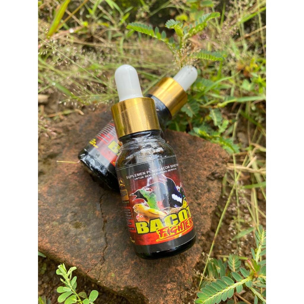 Bacot Fighter Penggacor Burung | Suara Tajam & Mental Juara