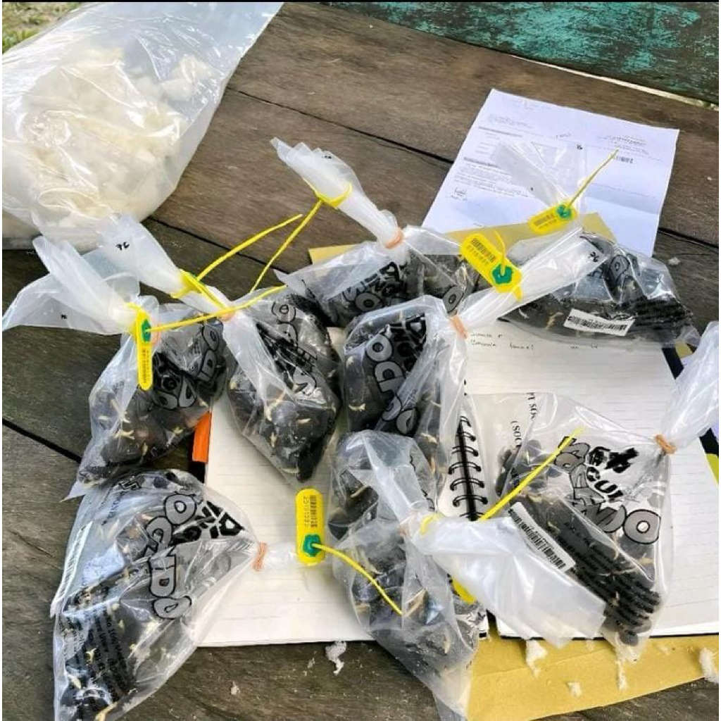 KECAMBAH SAWIT SUPER UNGGUL SOCFINDO BERSERTIFIKAT ASLI