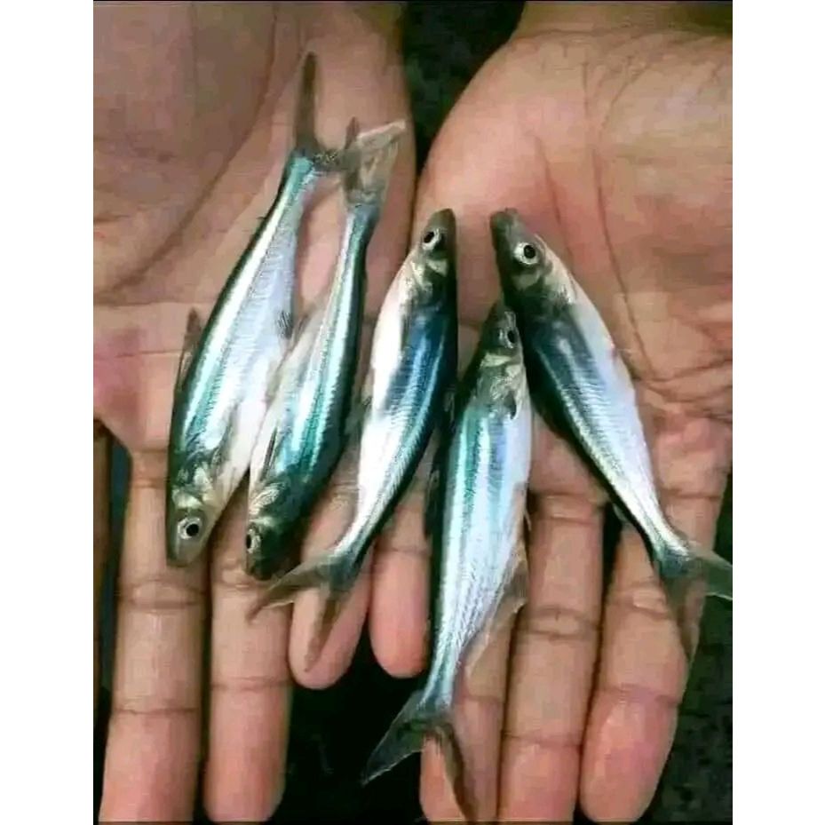 patin hitam 8-10cm paket 25ekoran bonus 1ekor