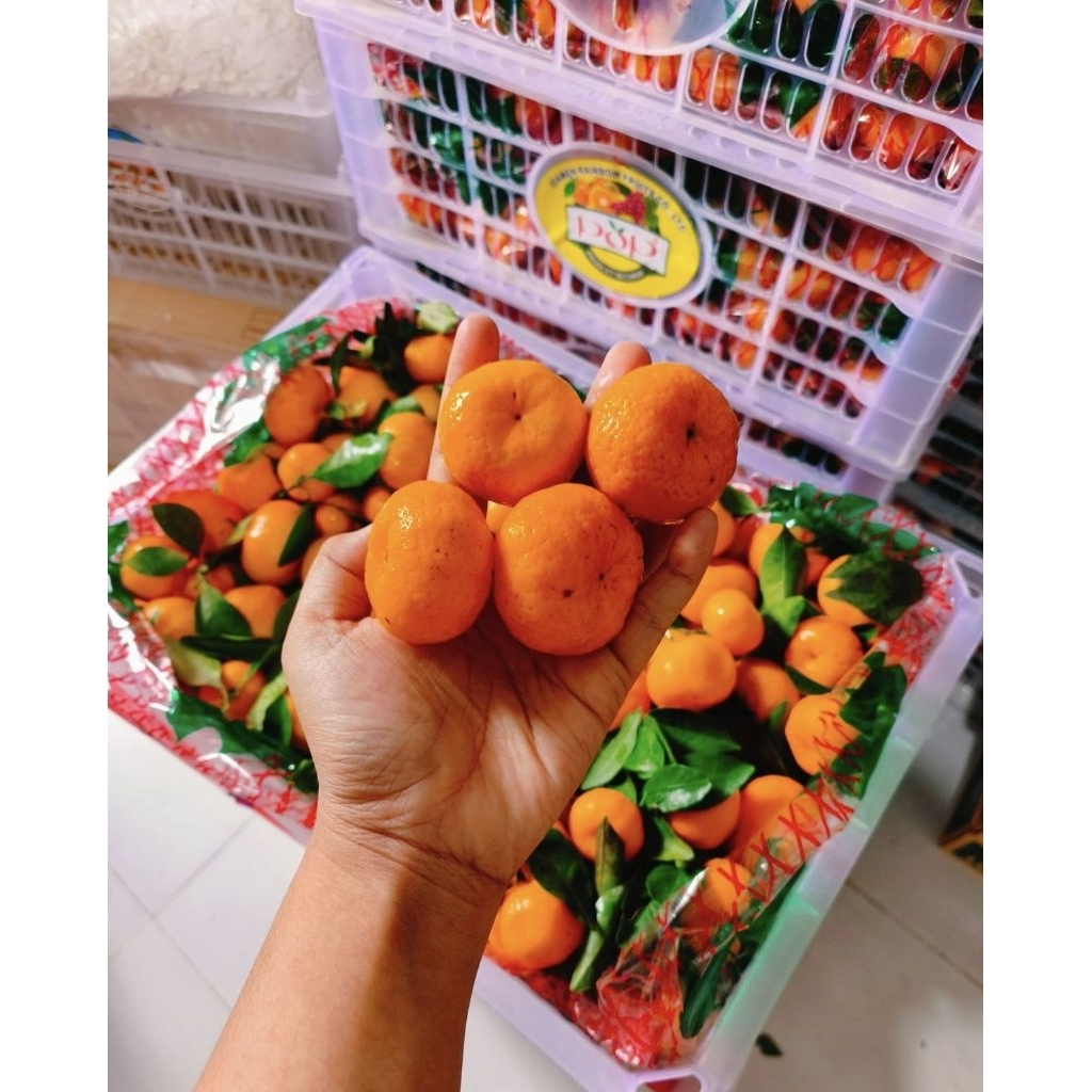 Jeruk santang daun 1kg/Jeruk Santang