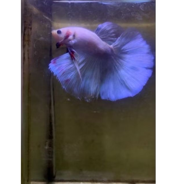 Ikan Cupang Halfmoon Blue of Sky original Thailand plus sertifikat