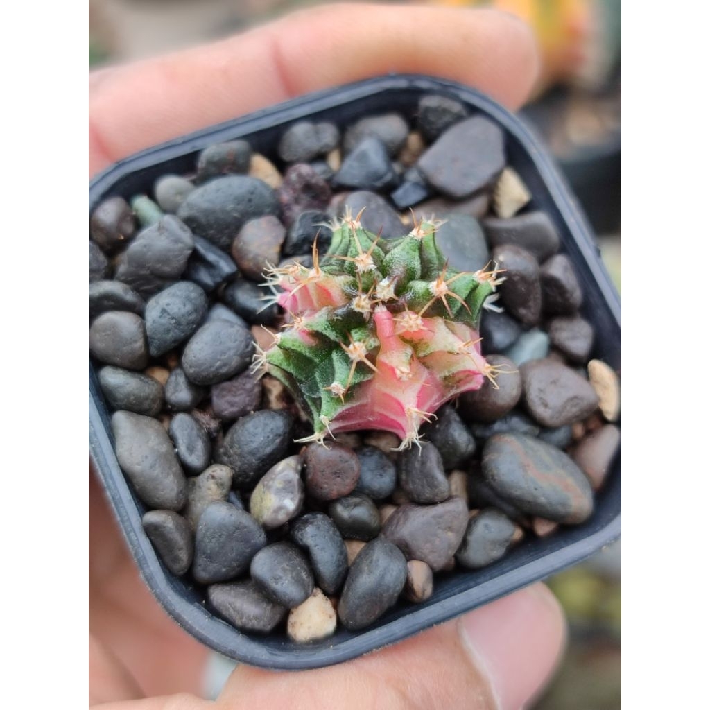 miha new hybrid varigata seedling