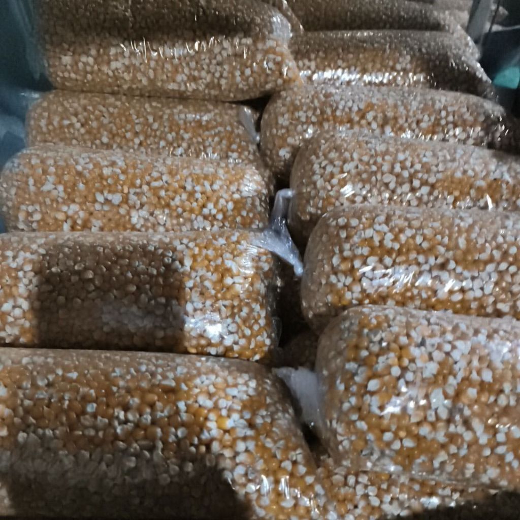 jagung kecil tanggung merpati dan ayam