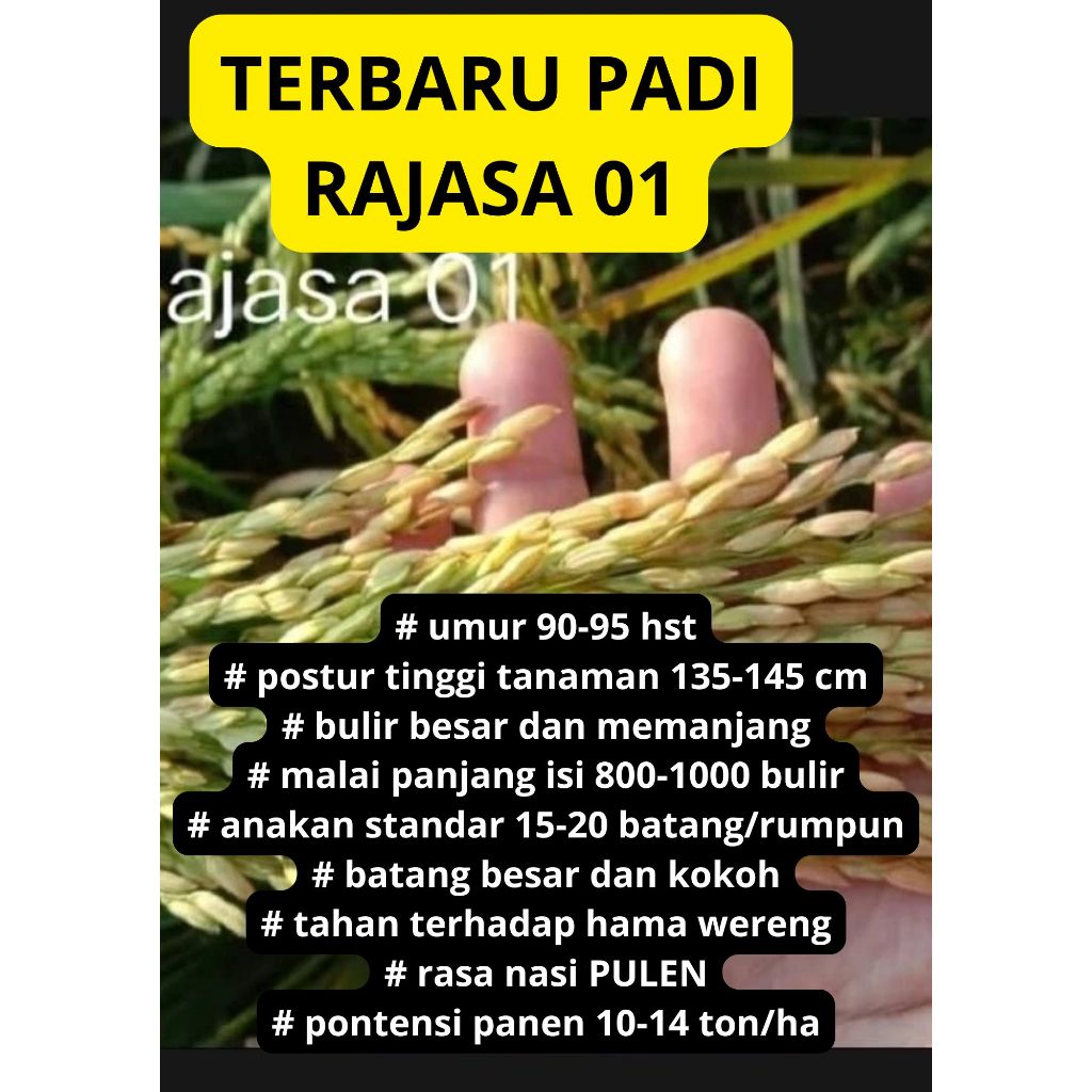 Bibit Benih Padi RAJASA 01 TERBARU Kemasan 5 Kg