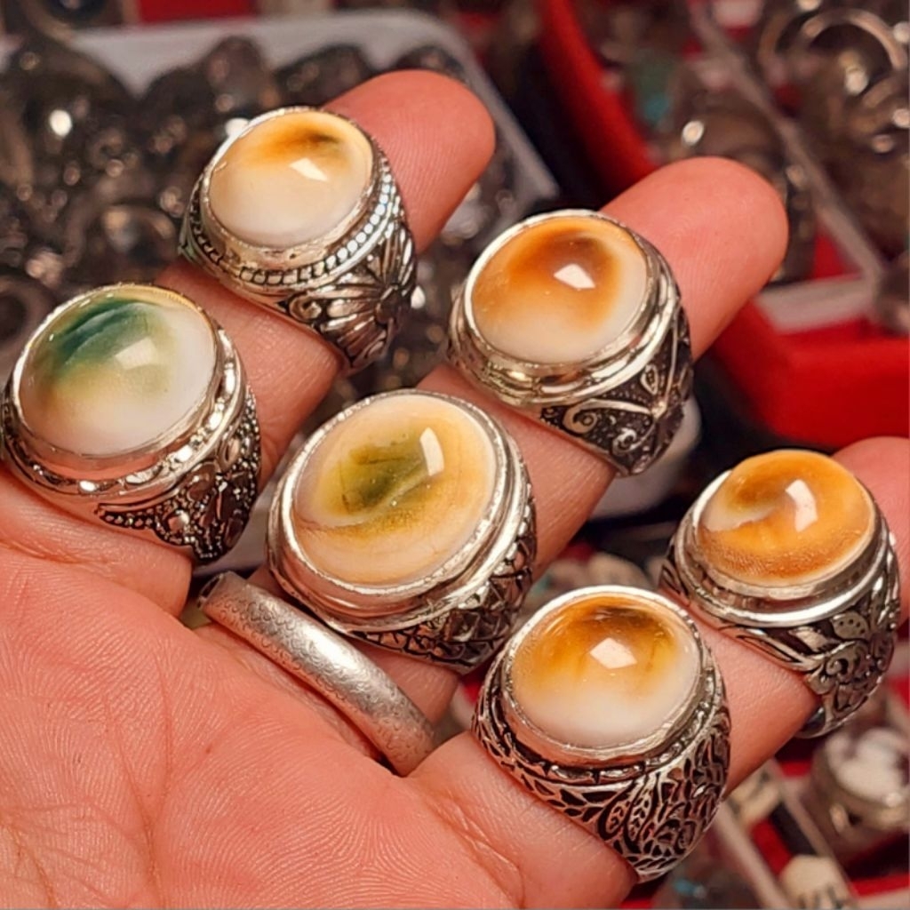 CINCIN KEONG BUNTET LAUT ASLI KEONG TEMBUS SENTER