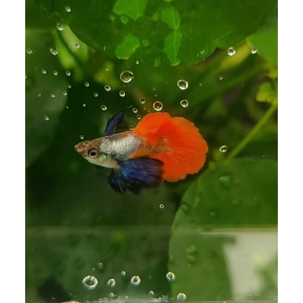 guppy prtde short body jantan