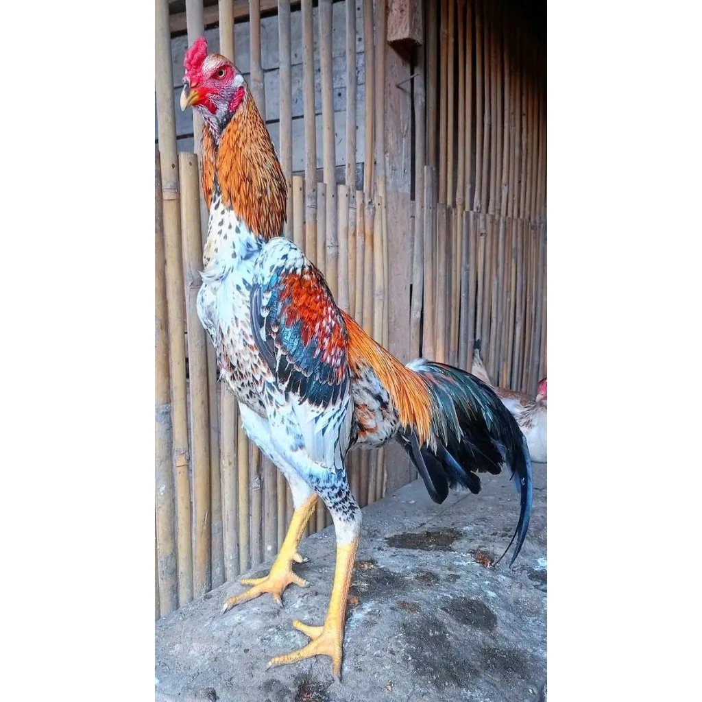 TELUR AYAM PETARUNG SHAMO JEPANG ORI